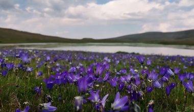 Erzurum'un Mescit Dağı, yeşiliyle doğa tutkunlarını cezbediyor