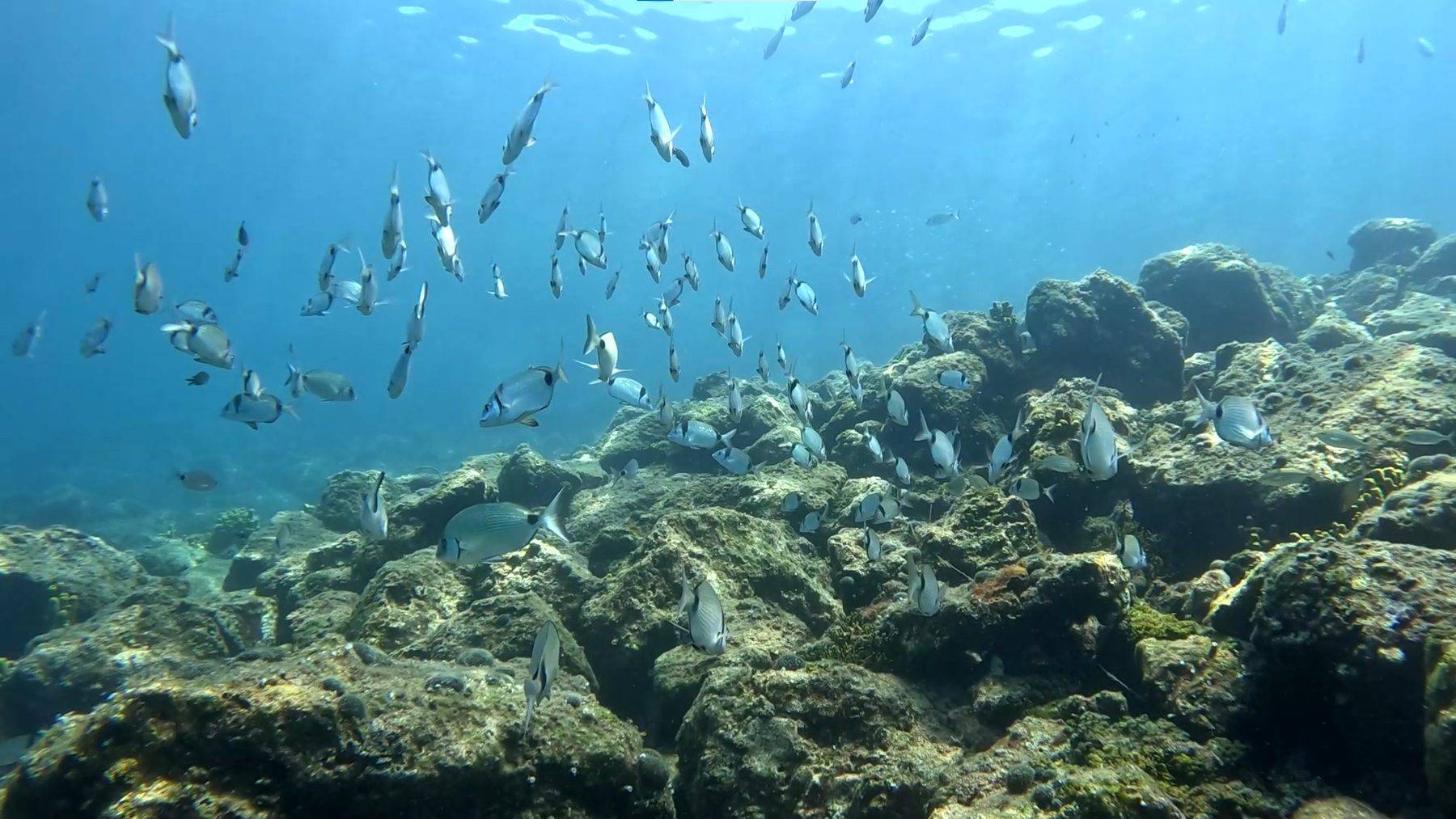 Tank, uçak ve daha fazlası: Saros Körfezi dalış turizminde ilk tercihlerden oldu
