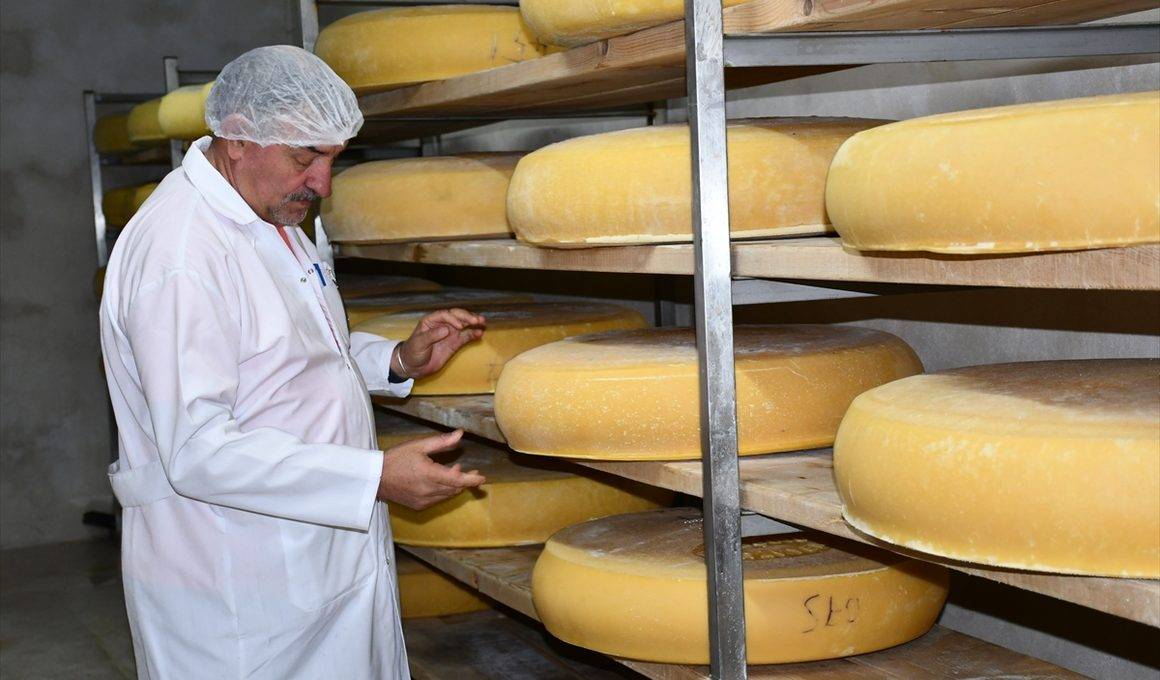Peynirlerin Kralı olarak biliniyor: Kars'ta üretilen gravyer peyniri dünyaya ulaşıyor