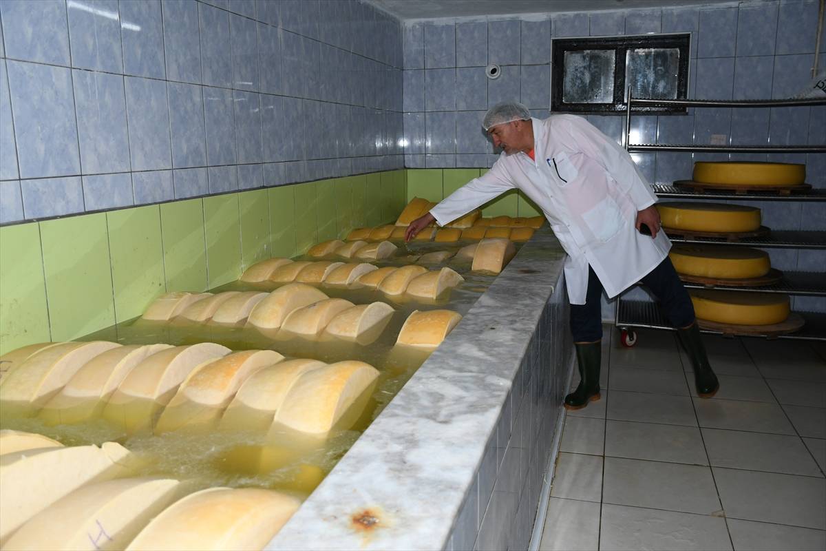 Peynirlerin Kralı olarak biliniyor: Kars'ta üretilen gravyer peyniri dünyaya ulaşıyor
