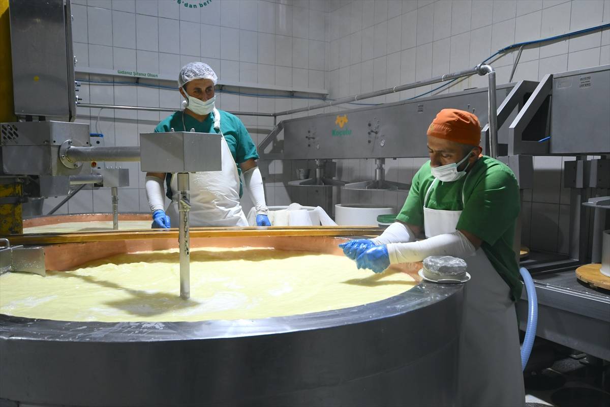 Peynirlerin Kralı olarak biliniyor: Kars'ta üretilen gravyer peyniri dünyaya ulaşıyor