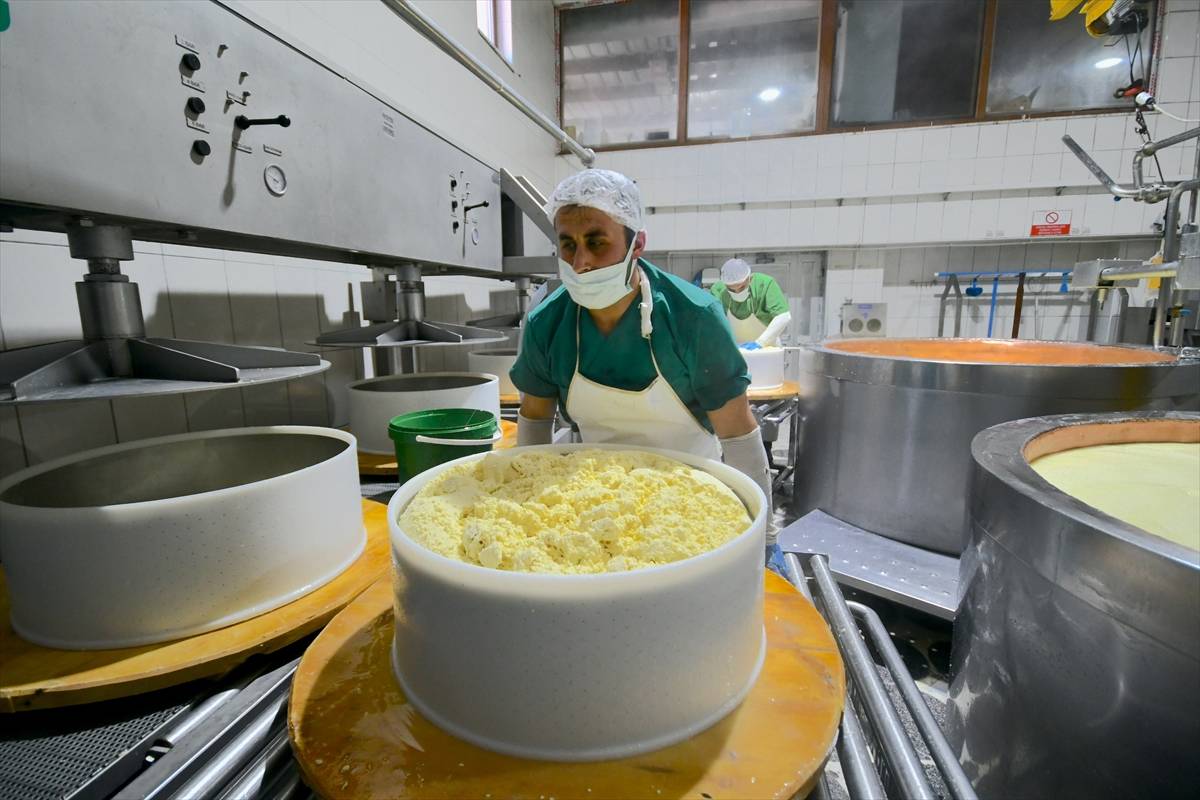 Peynirlerin Kralı olarak biliniyor: Kars'ta üretilen gravyer peyniri dünyaya ulaşıyor