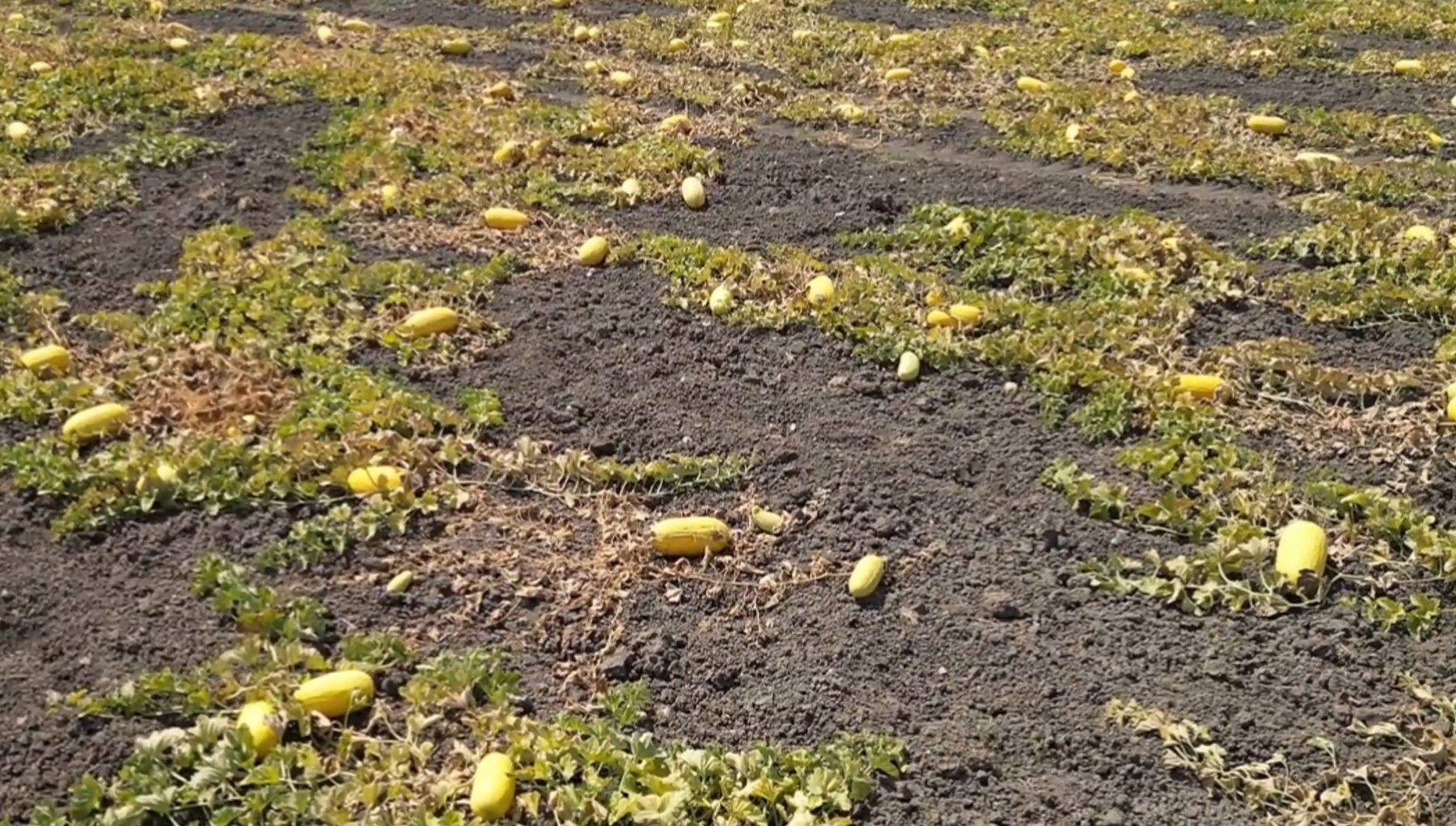 Su verilmeden yetişiyor, bekledikçe lezzetleniyor: Seymen Kavunu yoğun ilgi görüyor