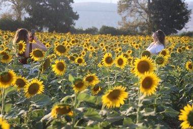 Güzelliği yoldan geçenleri durdurdu: Hatay'da ayçiçeği tarlaları stüdyoya dönüştü