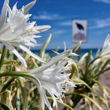 Mersin'de sahilleri süsledi: Koparmanın cezası 3,5 milyon liraya kadar çıkıyor!