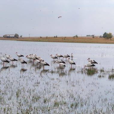 Diyarbakır'da göç etmemeye karar veren leylekler Kabaklı Göleti'ni süsledi