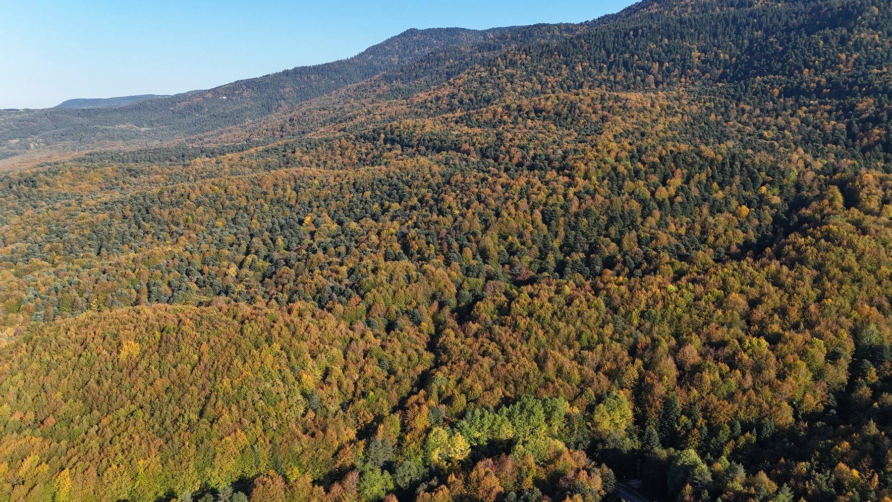 Bolu'da güz zamanı: Gölcük Tabiat Parkı yolu sarı ve kahverengine boyandı