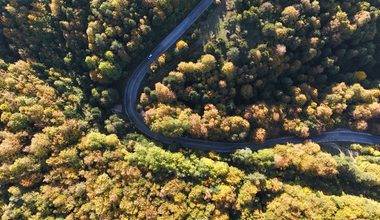 Bolu'da güz zamanı: Gölcük Tabiat Parkı yolu sarı ve kahverengine boyandı