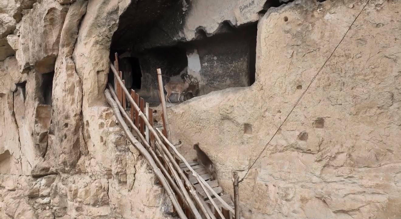 Tunceli tarihi İn Delikleri'nde sürpriz misafir: Merdivenleri tırmanıp odalara girdiler