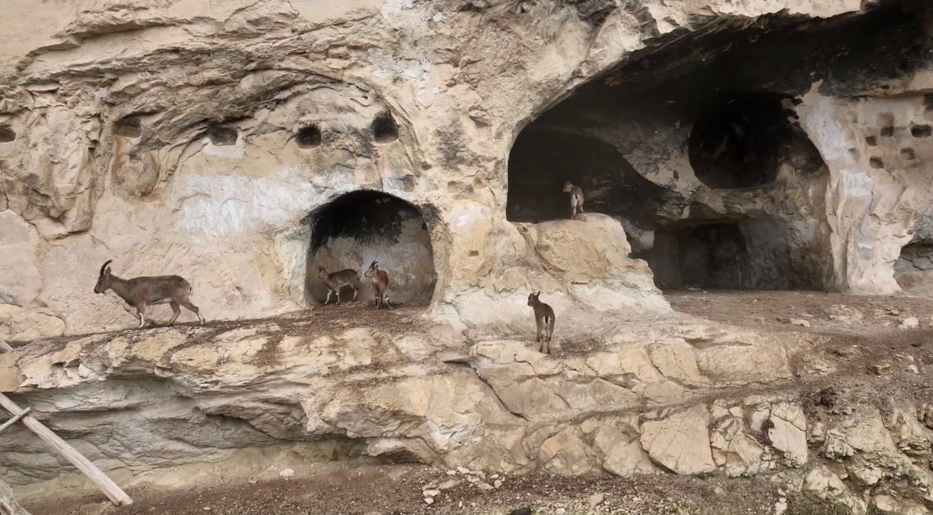 Tunceli tarihi İn Delikleri'nde sürpriz misafir: Merdivenleri tırmanıp odalara girdiler