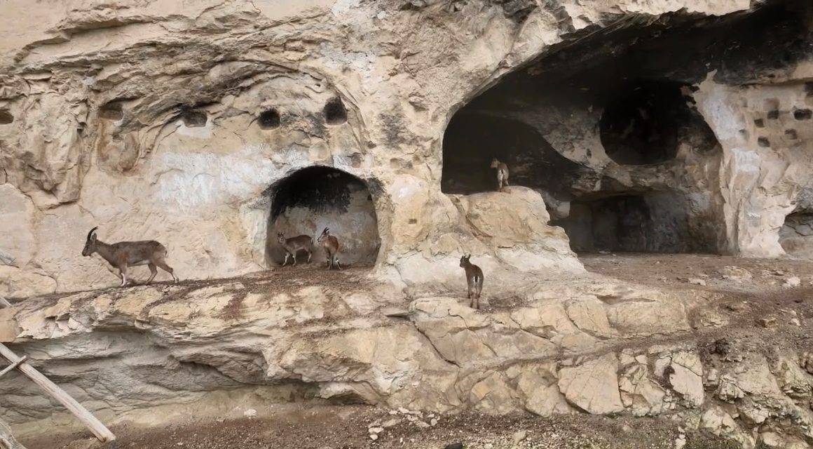 Tunceli tarihi İn Delikleri'nde sürpriz misafir: Merdivenleri tırmanıp odalara girdiler