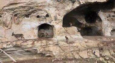 Tunceli tarihi İn Delikleri'nde sürpriz misafir: Merdivenleri tırmanıp odalara girdiler