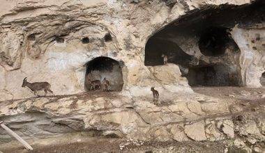 Tunceli tarihi İn Delikleri'nde sürpriz misafir: Merdivenleri tırmanıp odalara girdiler