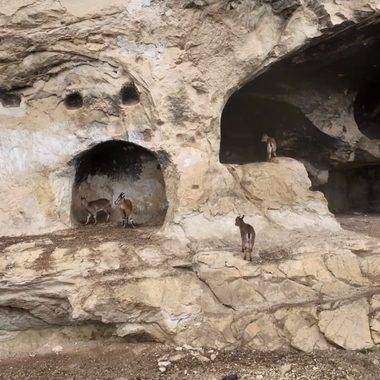 Tunceli tarihi İn Delikleri'nde sürpriz misafir: Merdivenleri tırmanıp odalara girdiler
